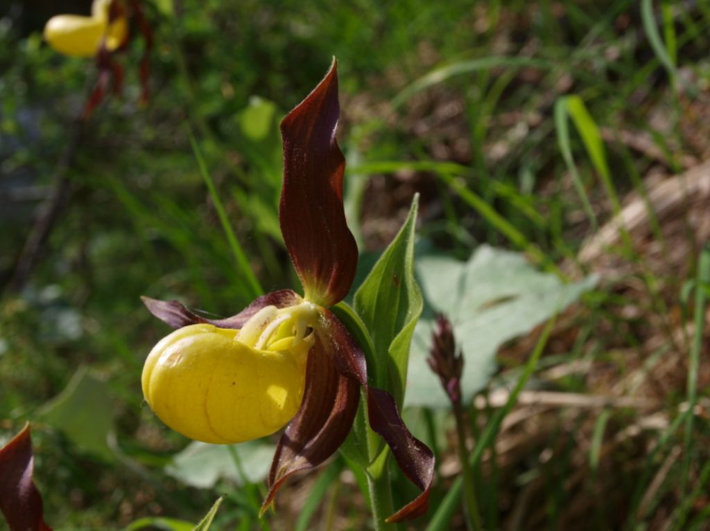 Quale Dactylorhiza?